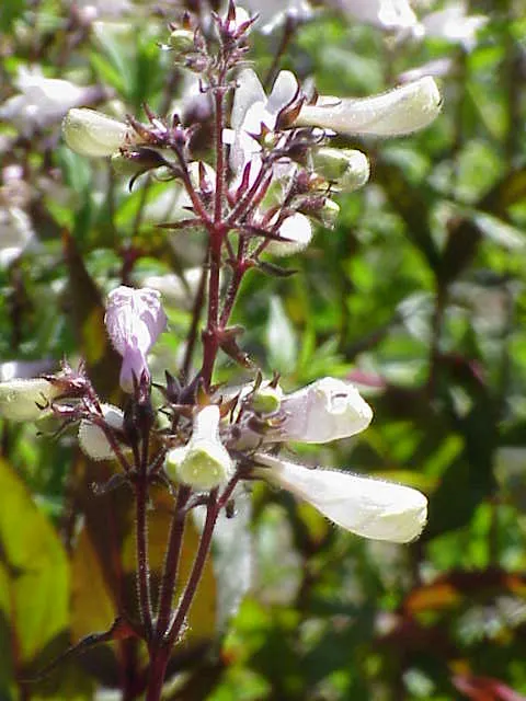 Foxglove Beardtongue (Penstemon Digitalis) — It's deer-resistant, making it a steadfast choice for diverse landscapes; sometimes taking on a reddish hue in fall