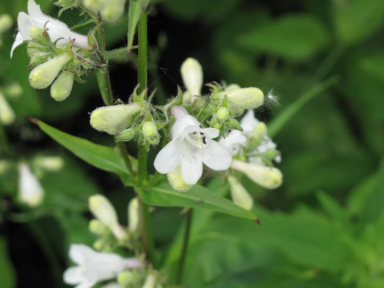 Foxglove Beardtongue (Penstemon Digitalis) — It's deer-resistant, making it a steadfast choice for diverse landscapes; sometimes taking on a, image 47