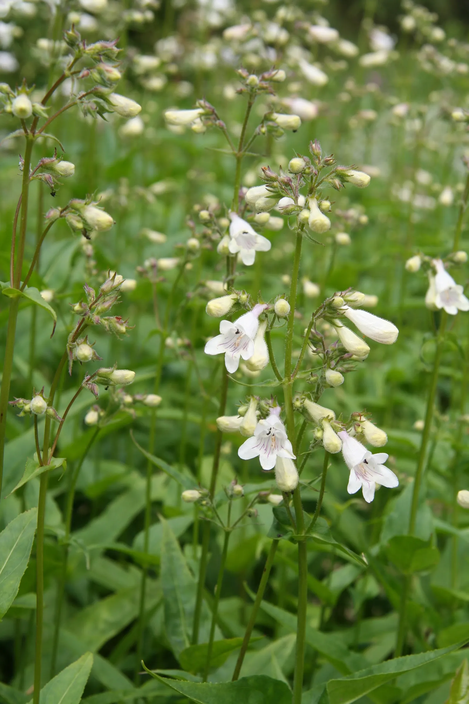 Foxglove Beardtongue (Penstemon Digitalis) — It reaches 2 to 3 feet in height, with a 1.5-foot spread, attracting hummingbirds and butterflies; yet easy-care