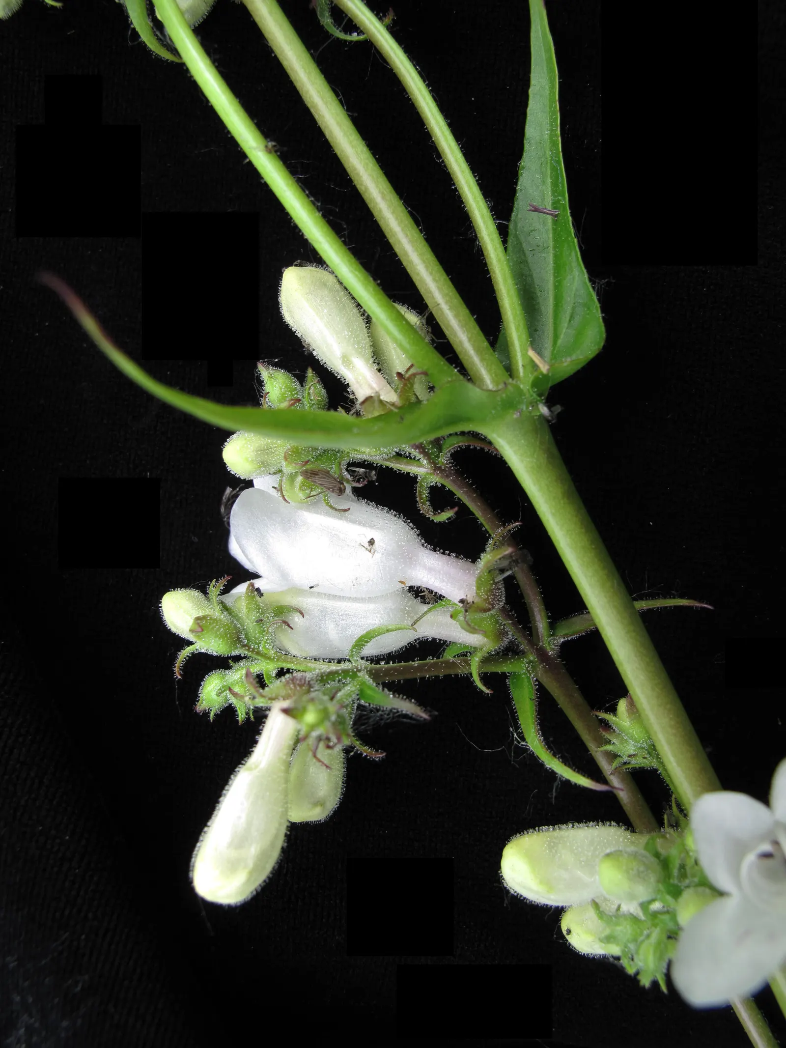 Foxglove Beardtongue (Penstemon Digitalis) — It is remarkably adaptable; sometimes taking on a reddish hue in fall
