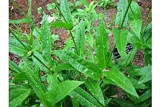 Foxglove Beardtongue (Penstemon Digitalis) — It reaches 2 to 3 feet in height, with a 1.5-foot spread, attracting hummingbirds and butterflies; yet, image 45