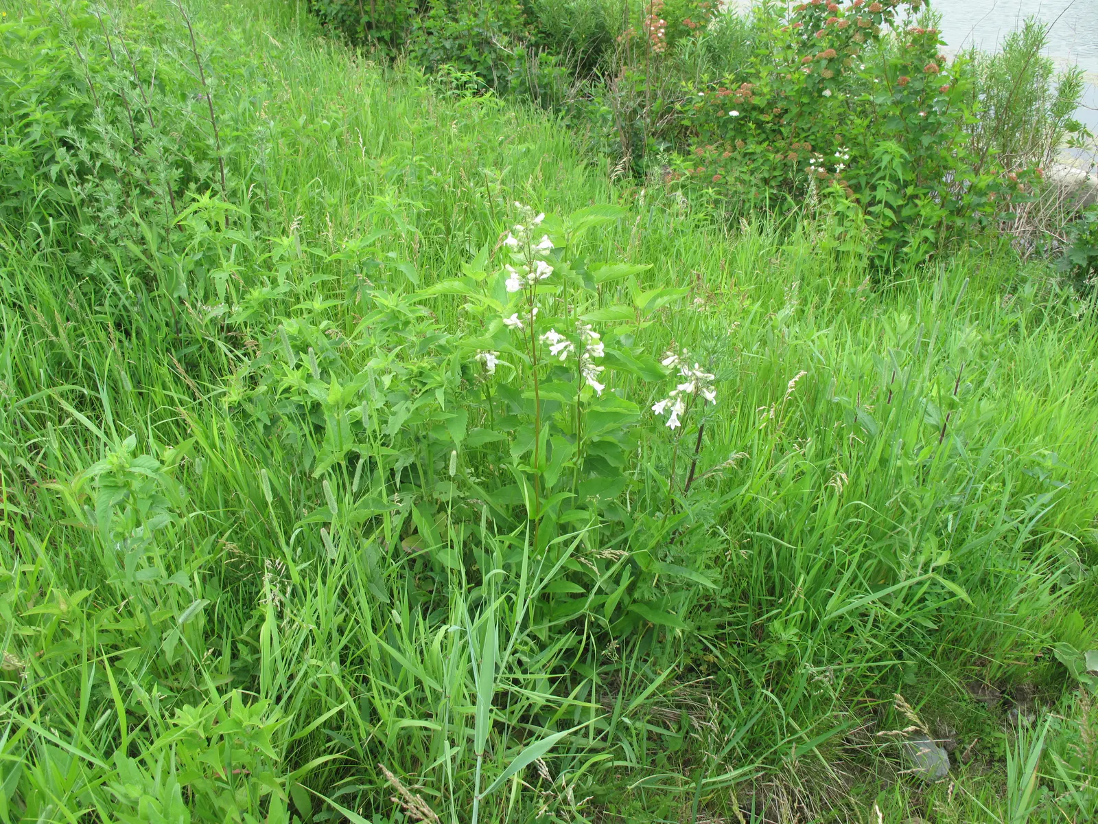 Foxglove Beardtongue (Penstemon Digitalis) — which bloom from late spring to early summer; well-suited for borders, the plant prefers full sun to part shade