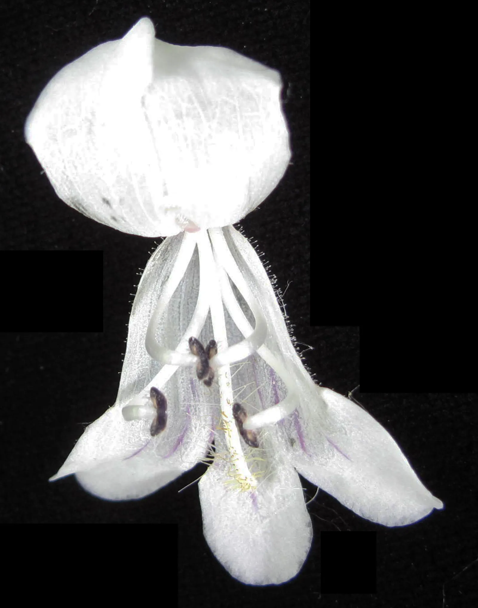 Foxglove Beardtongue (Penstemon Digitalis) — tolerant of drought once established; yet easy-care plant will find the Penstemon digitalis to be an, image 57
