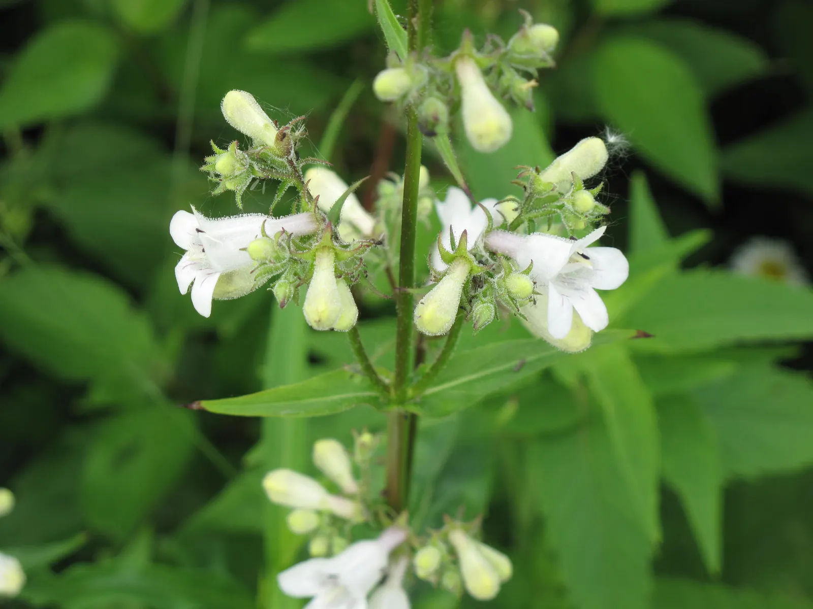Foxglove Beardtongue (Penstemon Digitalis) — perennial for full or half