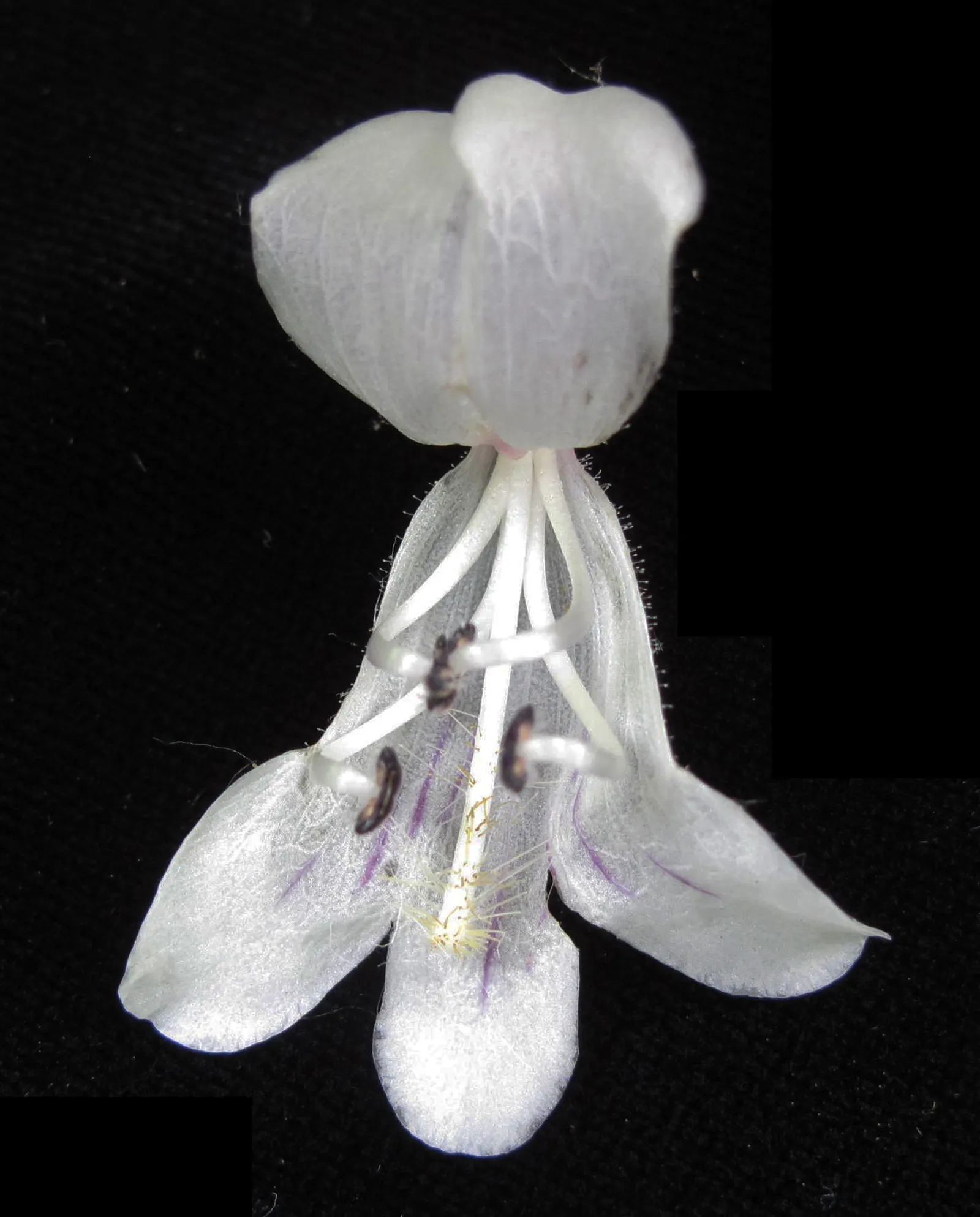 Foxglove Beardtongue (Penstemon Digitalis) — Well-suited for borders, the plant prefers full sun to part shade and well-drained soil, image 25