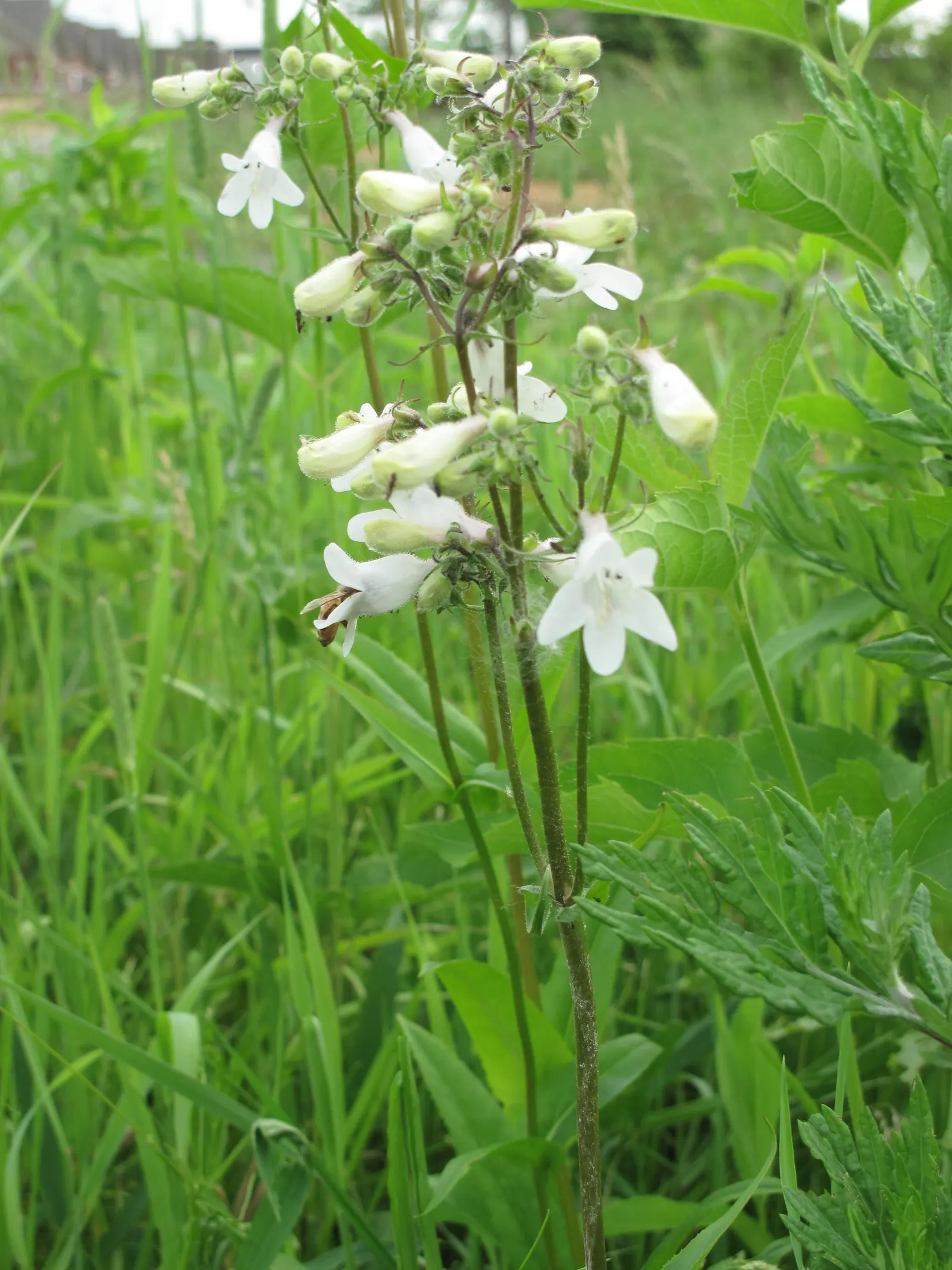 Foxglove Beardtongue (Penstemon Digitalis) — Clients seeking a stately