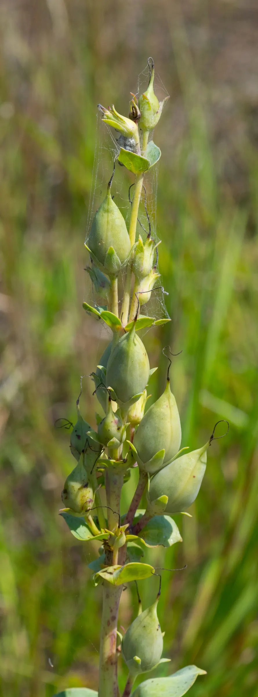 Foxglove Beardtongue (Penstemon Digitalis) — and basal leaves remain evergreen in milder climates.<br><br>For optimal growth; yet easy-care plant, image 54