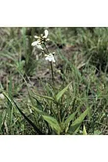 Foxglove Beardtongue (Penstemon Digitalis) — and can handle partial shade to full sun exposure; well-suited for borders, the plant prefers full sun to part