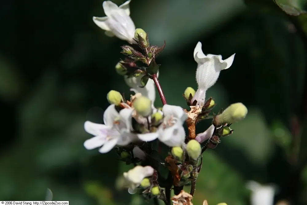 Foxglove Beardtongue (Penstemon Digitalis) — scientifically known as Penstemon digitalis; yet easy-care plant will find the Penstemon digitalis to, image 48