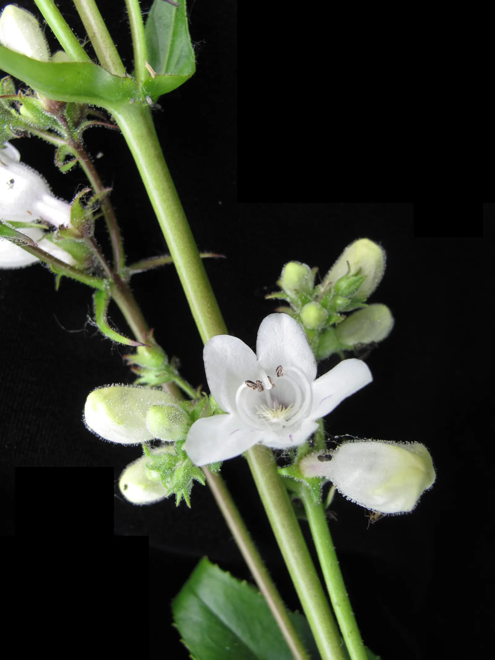 Foxglove Beardtongue (Penstemon Digitalis) — white flowers in the garden; well-suited for borders, the plant prefers full sun to part shade and well-drained