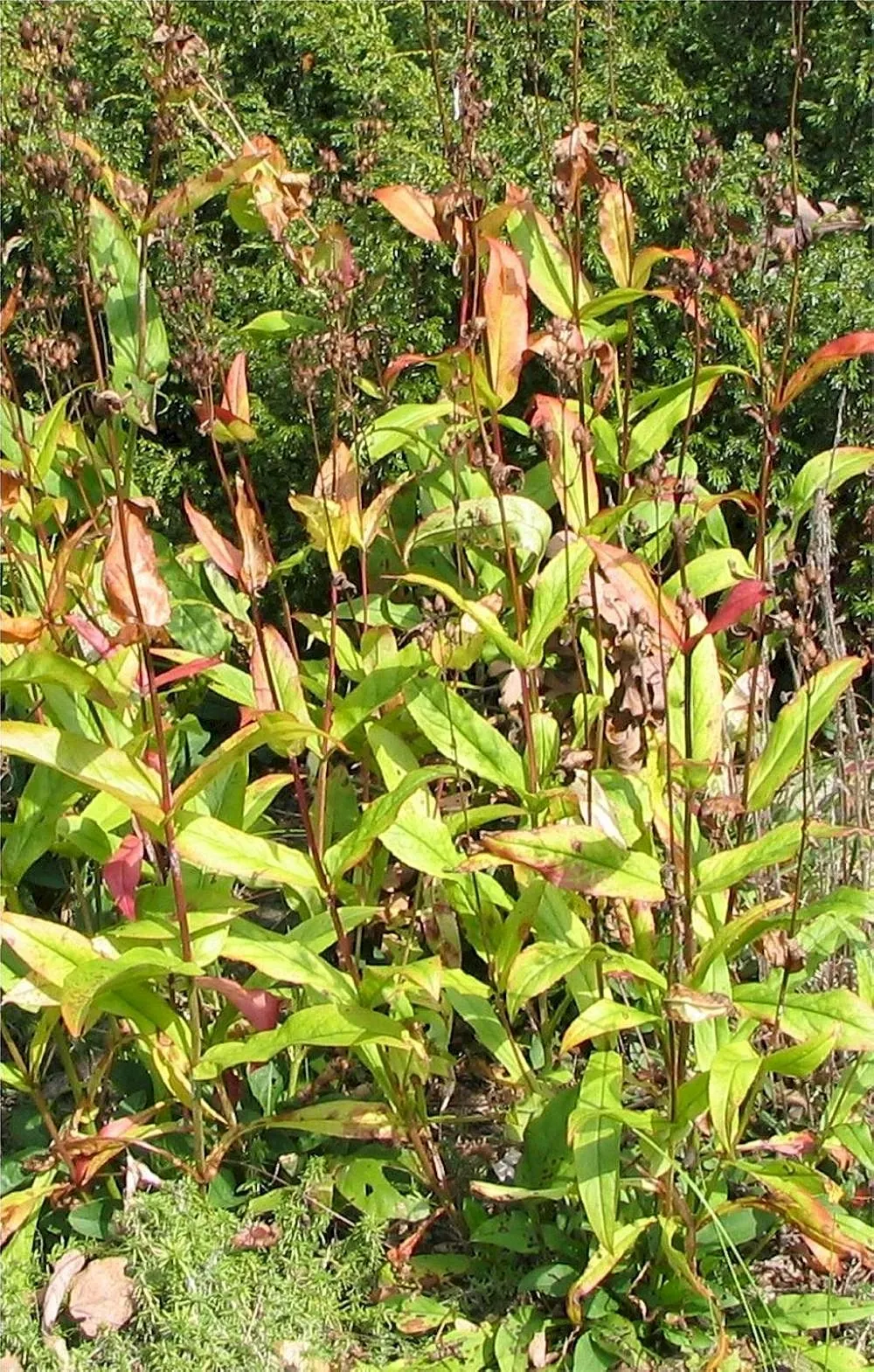 Foxglove Beardtongue (Penstemon Digitalis) — sometimes taking on a reddish hue in fall, image 32