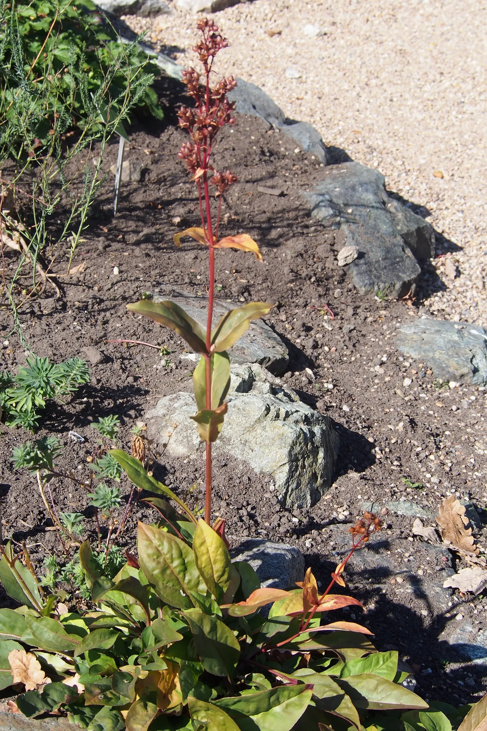 Foxglove Beardtongue (Penstemon Digitalis) — and can handle partial shade to full sun exposure