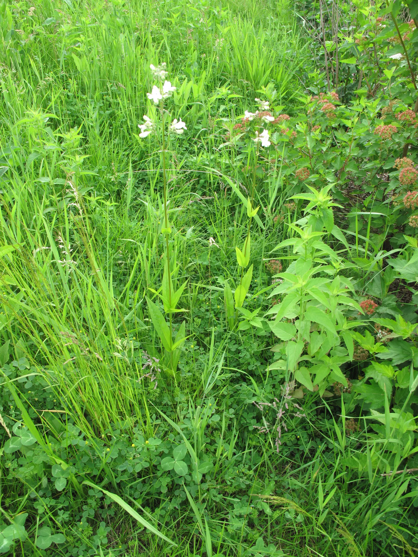Foxglove Beardtongue (Penstemon Digitalis) — It is remarkably adaptable
