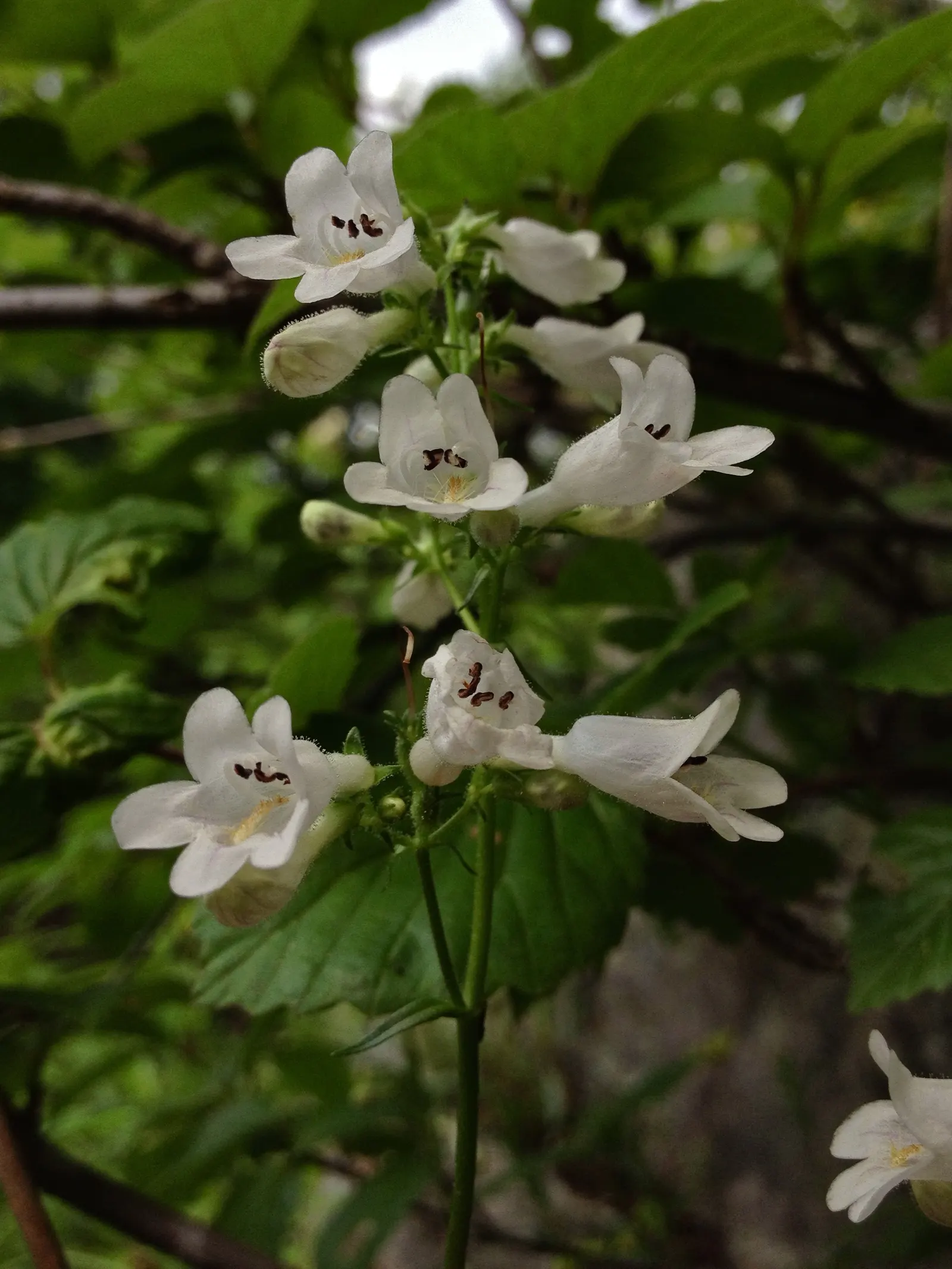 Foxglove Beardtongue (Penstemon Digitalis) — It belongs to the Plantaginaceae family and thrives in USDA hardiness zones 3 through 8