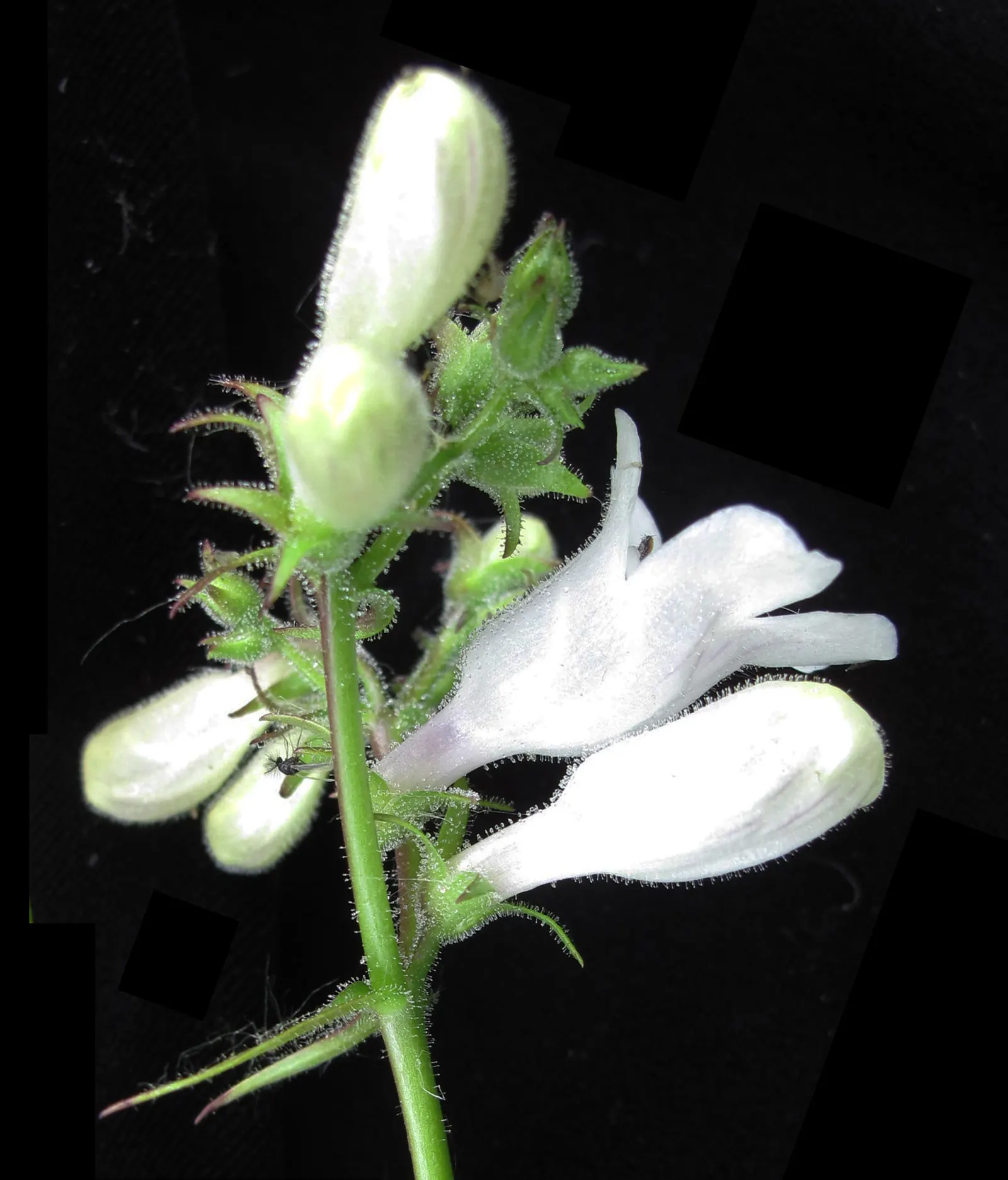 Foxglove Beardtongue (Penstemon Digitalis) — is a perennial favorite in both naturalistic and formal garden settings; well-suited for borders, the, image 49