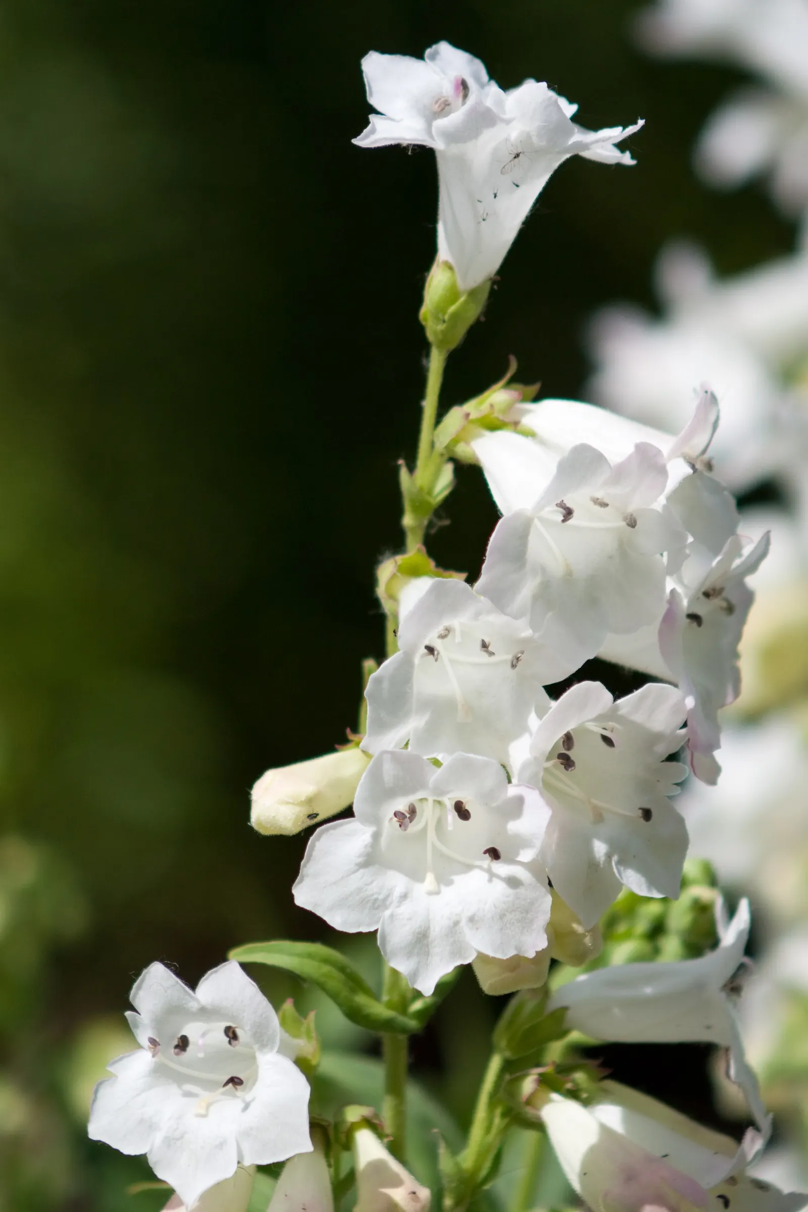 Foxglove Beardtongue (Penstemon Digitalis) — It belongs to the Plantaginaceae family and thrives in USDA hardiness zones 3 through 8; sometimes taking on a
