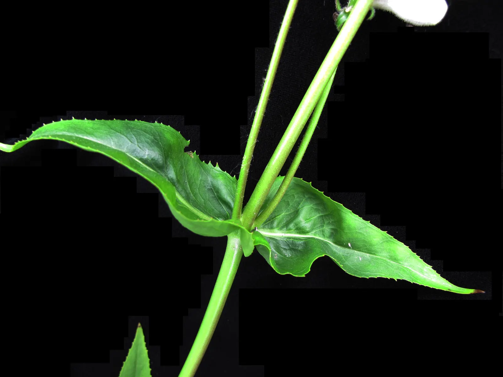 Foxglove Beardtongue (Penstemon Digitalis) — It is remarkably adaptable; sometimes taking on a reddish hue in fall, image 56