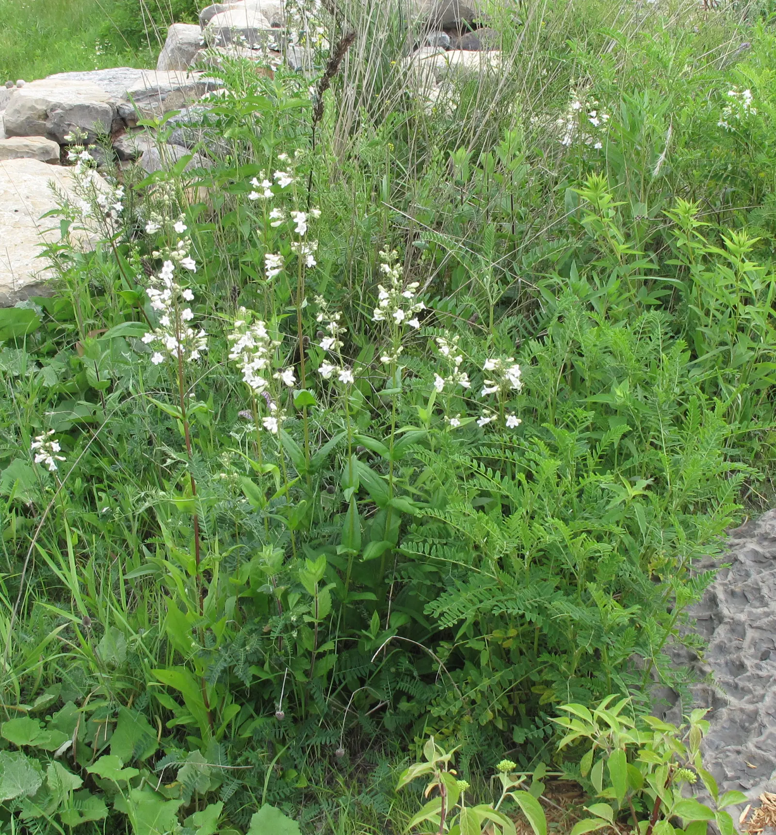 Foxglove Beardtongue (Penstemon Digitalis) — The Foxglove Beardtongue, Penstemon digitalis, thrives in USDA zones 3-8