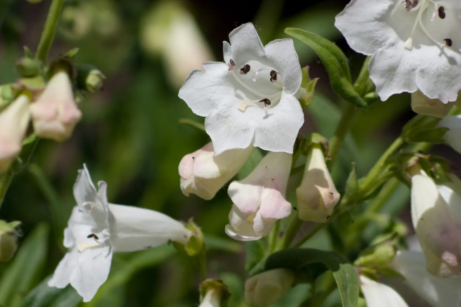 Foxglove Beardtongue (Penstemon Digitalis) — and basal leaves remain evergreen in milder climates.<br><br>For optimal growth; yet easy-care plant will find the