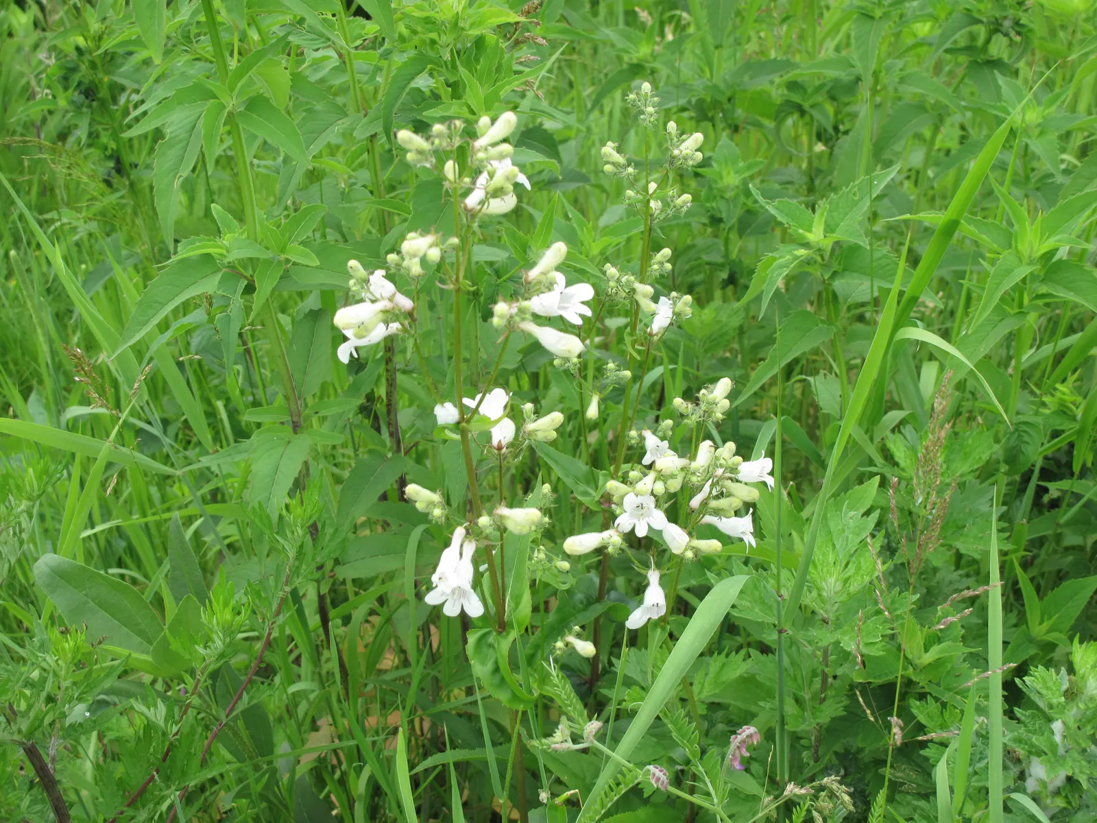 Foxglove Beardtongue (Penstemon Digitalis) — is a perennial favorite in both naturalistic and formal garden settings