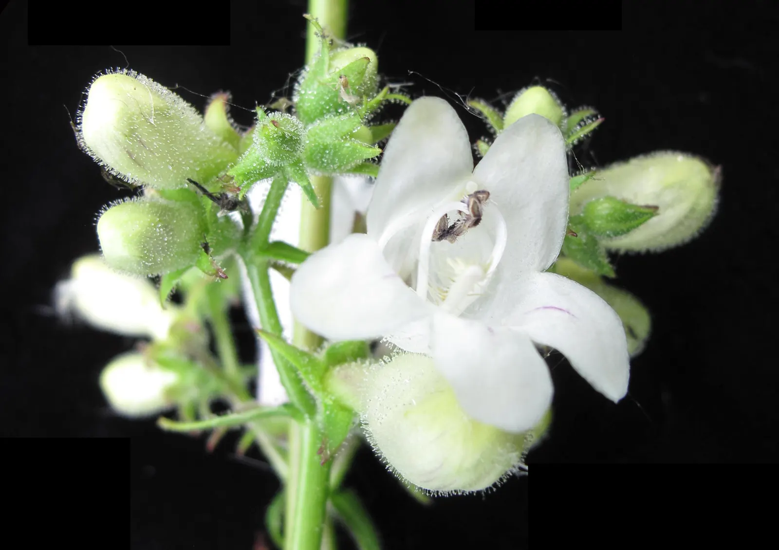 Foxglove Beardtongue (Penstemon Digitalis) — which bloom from late spring to early summer