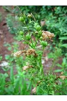 Foxglove Beardtongue (Penstemon Digitalis) — scientifically known as Penstemon digitalis; yet easy-care plant will find the Penstemon digitalis to be an astute
