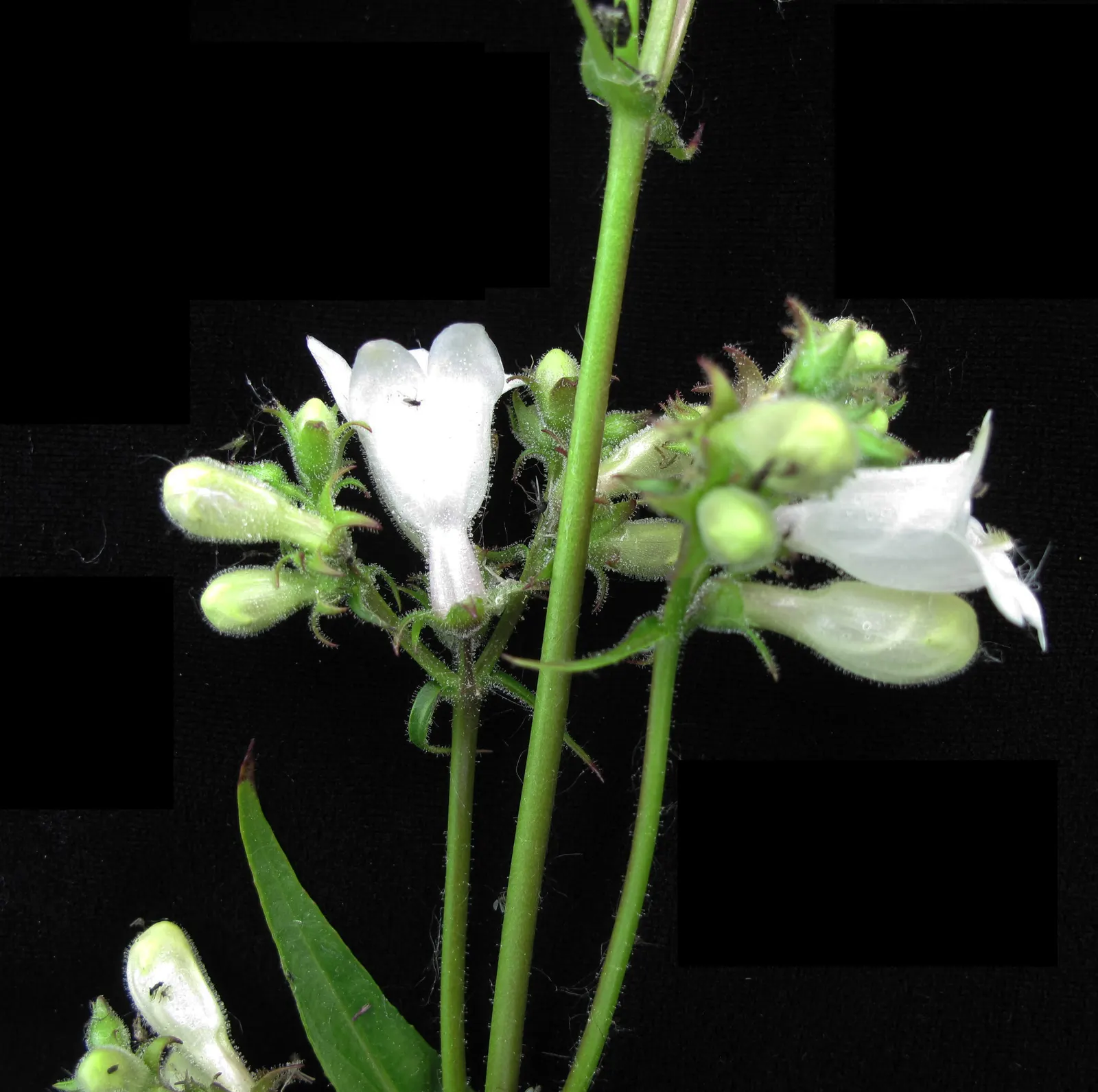 Foxglove Beardtongue (Penstemon Digitalis) — perennial for full or half; yet easy-care plant will find the Penstemon digitalis to be an astute choice for their