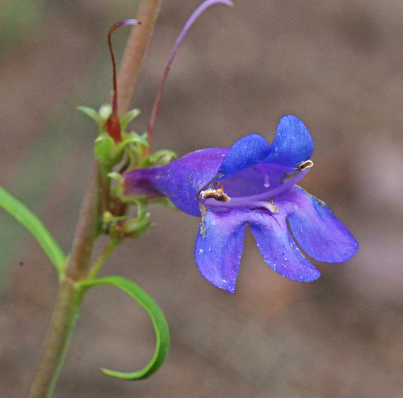 Foxglove Beardtongue (Penstemon Digitalis) — It's deer-resistant, making it a steadfast choice for diverse landscapes