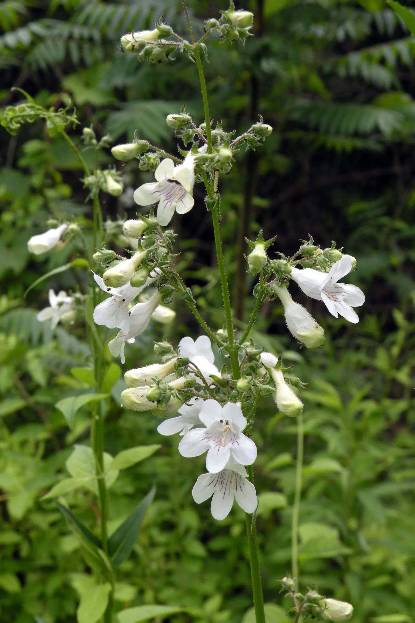 Foxglove Beardtongue (Penstemon Digitalis) — and can handle partial shade to full sun exposure; well-suited for borders, the plant prefers full sun, image 58