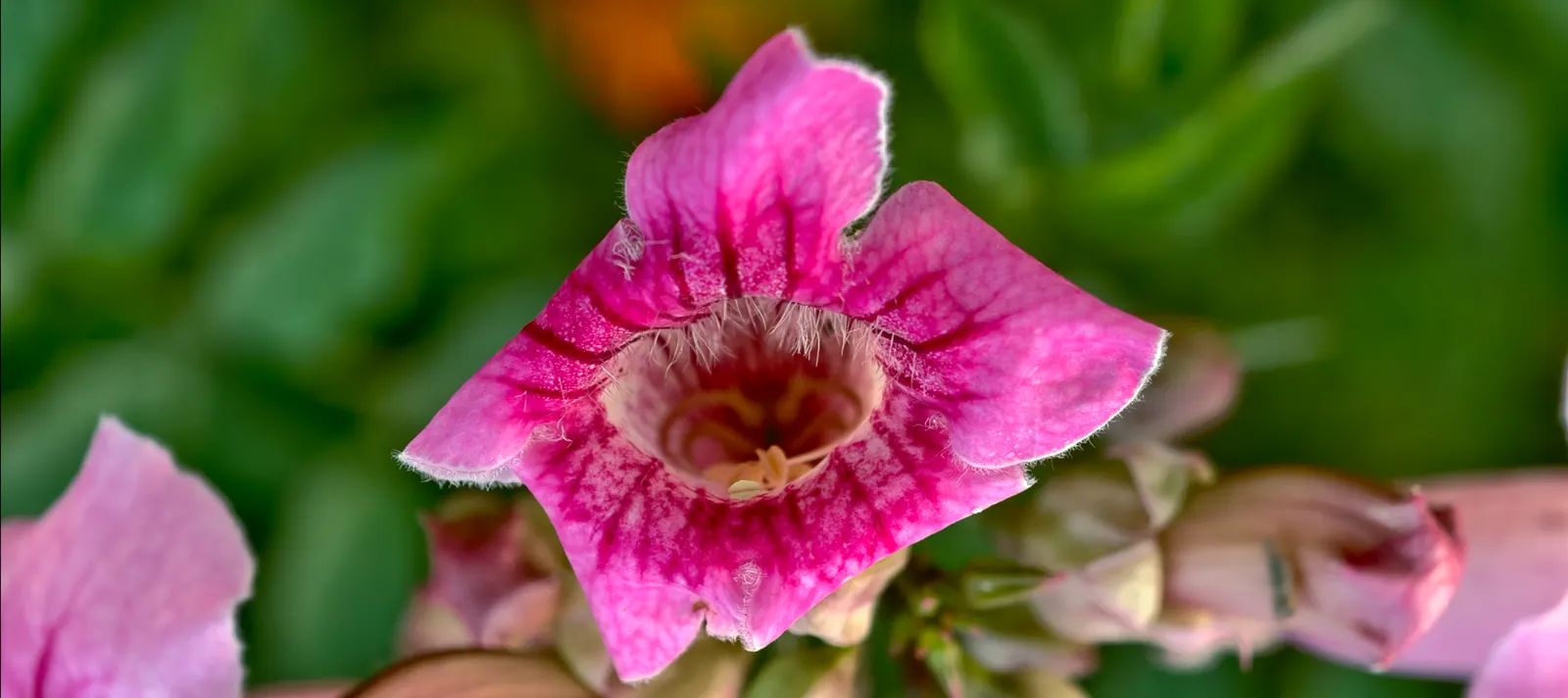 Foxglove Beardtongue (Penstemon Digitalis) — sometimes taking on a reddish hue in fall, image 53