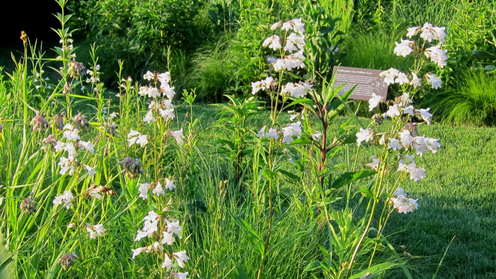 Foxglove Beardtongue (Penstemon Digitalis) — The Foxglove Beardtongue, Penstemon digitalis, thrives in USDA zones 3-8; well-suited for borders, the, image 43