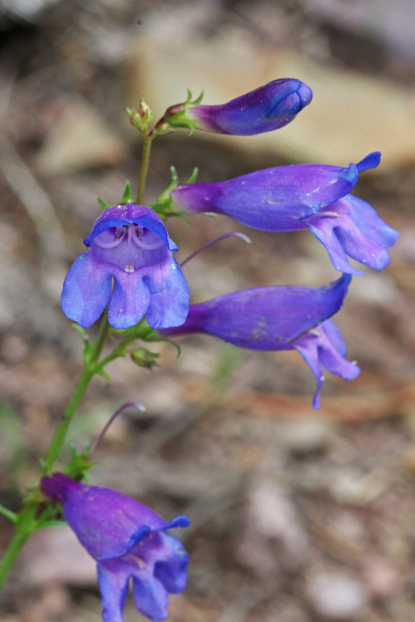 Foxglove Beardtongue (Penstemon Digitalis) — yet easy-care plant will find the Penstemon digitalis to be an astute choice for their garden, image 60