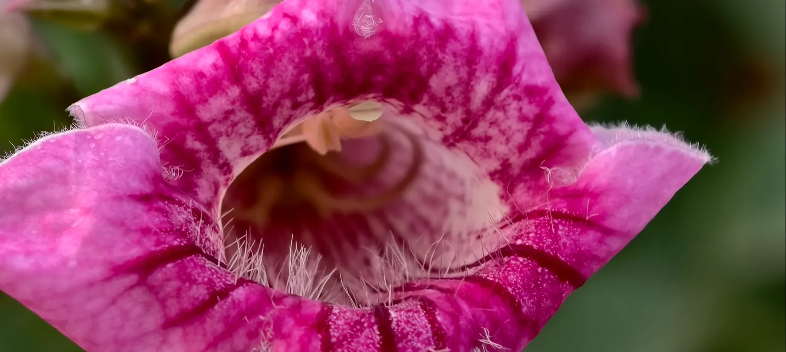 Foxglove Beardtongue (Penstemon Digitalis) — scientifically known as Penstemon digitalis