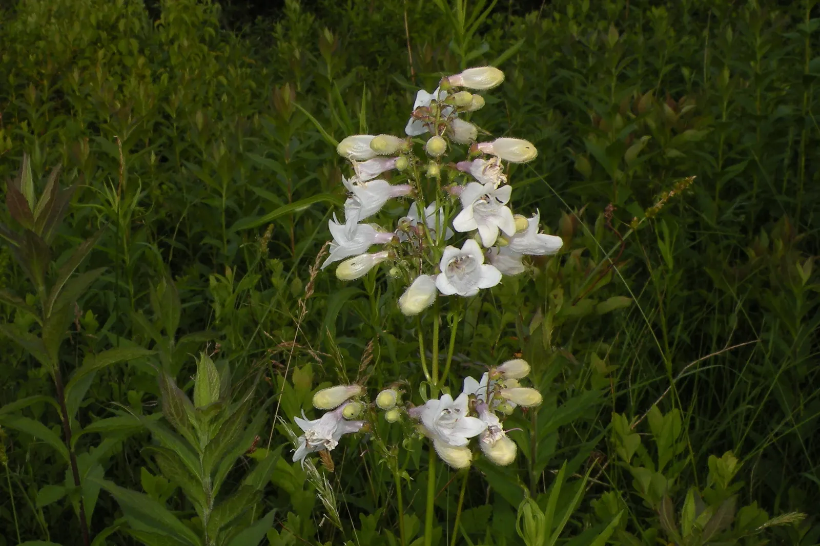 Foxglove Beardtongue (Penstemon Digitalis) — Foxglove Beardtongue prefers well-draining soil with a pH that is slightly acidic to neutral, image 55