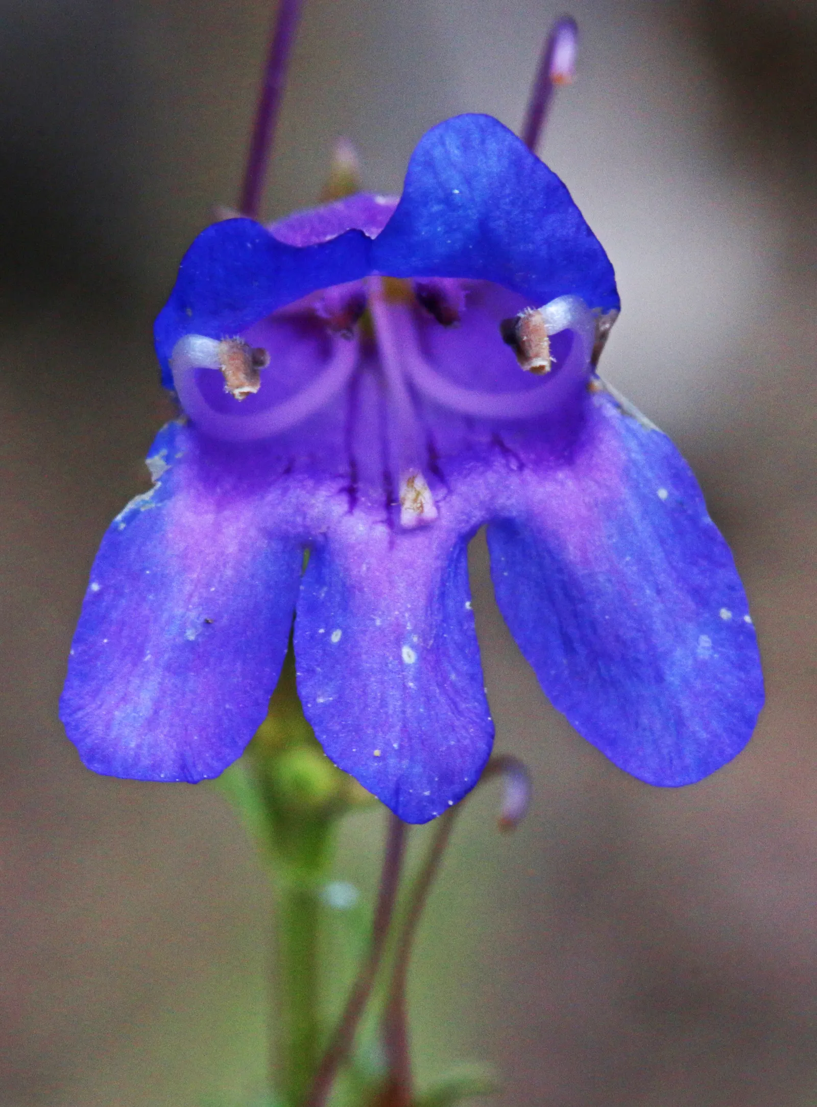 Foxglove Beardtongue (Penstemon Digitalis) — Foxglove Beardtongue prefers well-draining soil with a pH that is slightly acidic to neutral