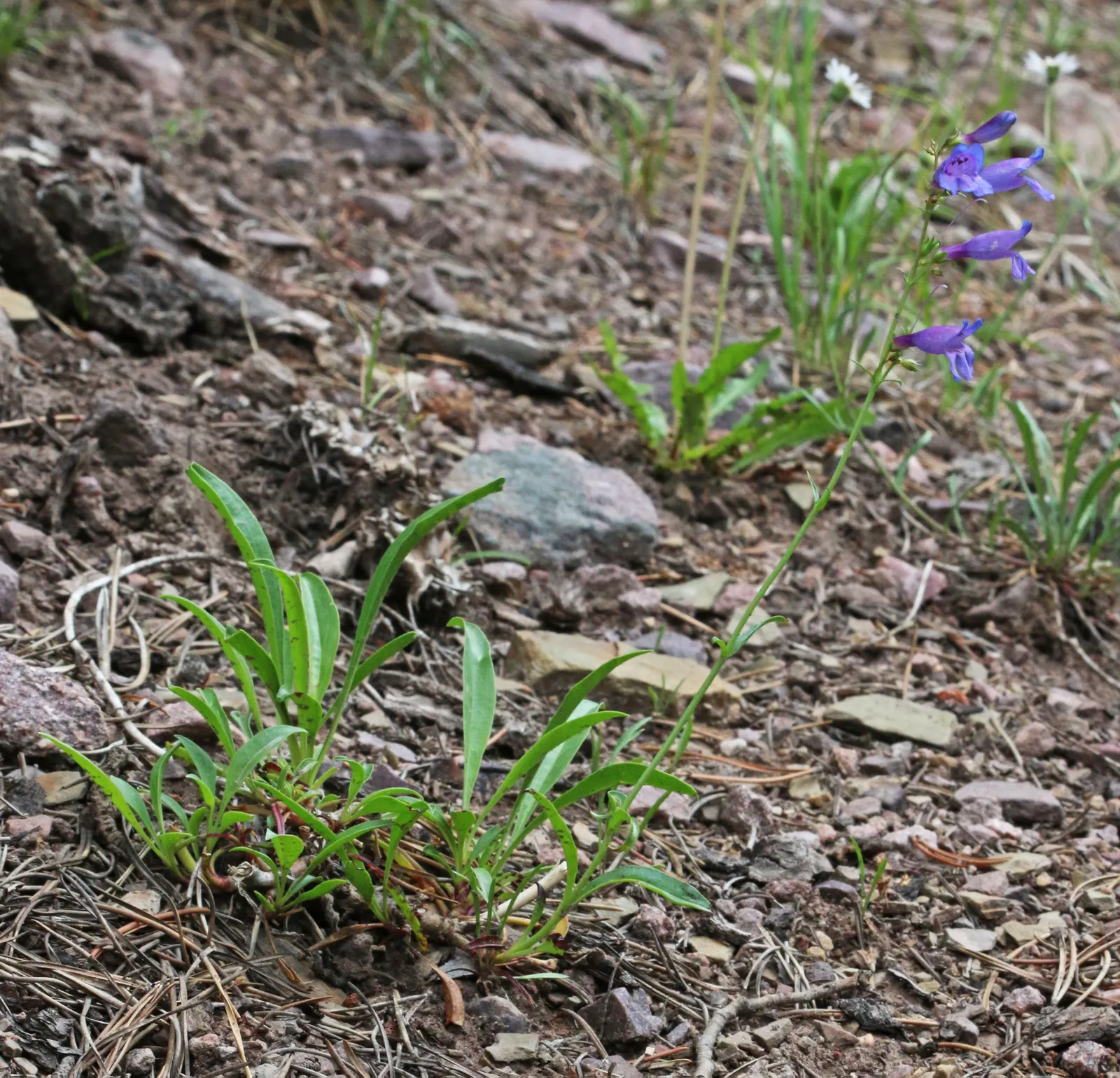 Foxglove Beardtongue (Penstemon Digitalis) — tolerant of drought once established