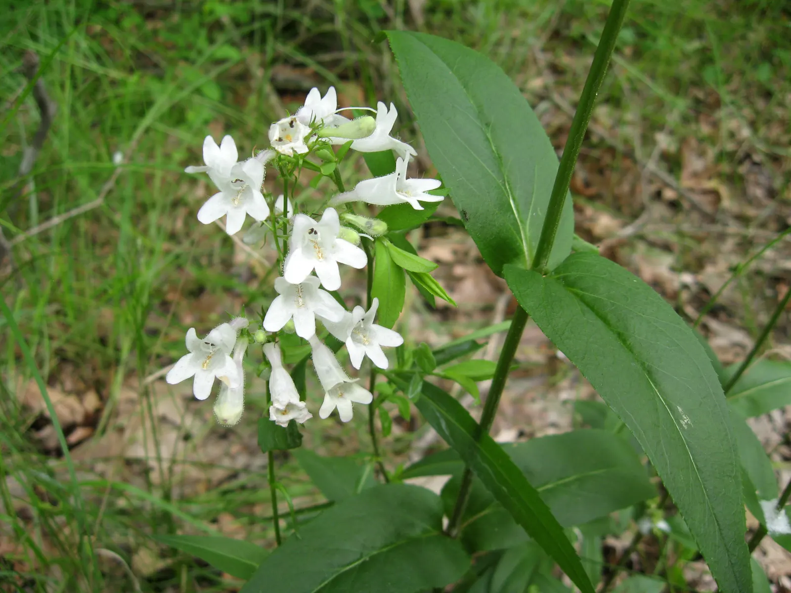 Foxglove Beardtongue (Penstemon Digitalis) — tolerant of drought once established; yet easy-care plant will find the Penstemon digitalis to be an astute choice