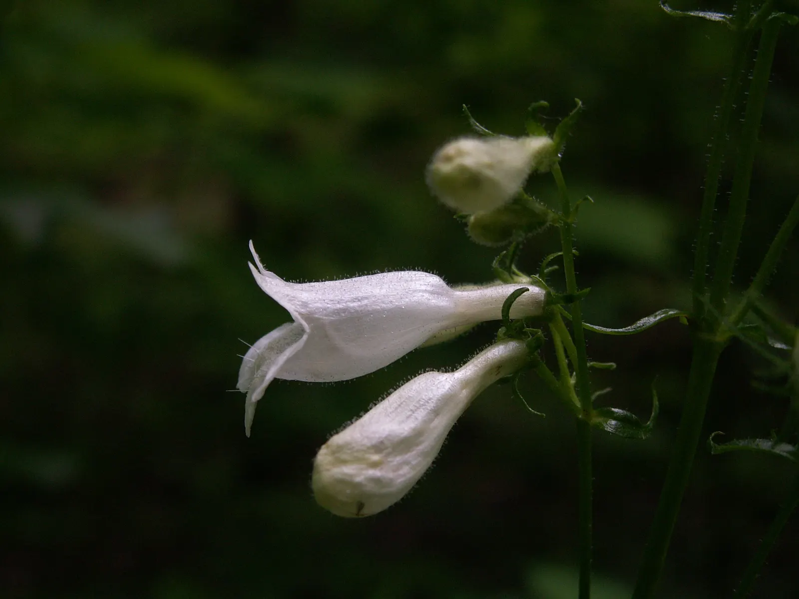 Foxglove Beardtongue (Penstemon Digitalis) — yet easy-care plant will find the Penstemon digitalis to be an astute choice for their garden, image 39
