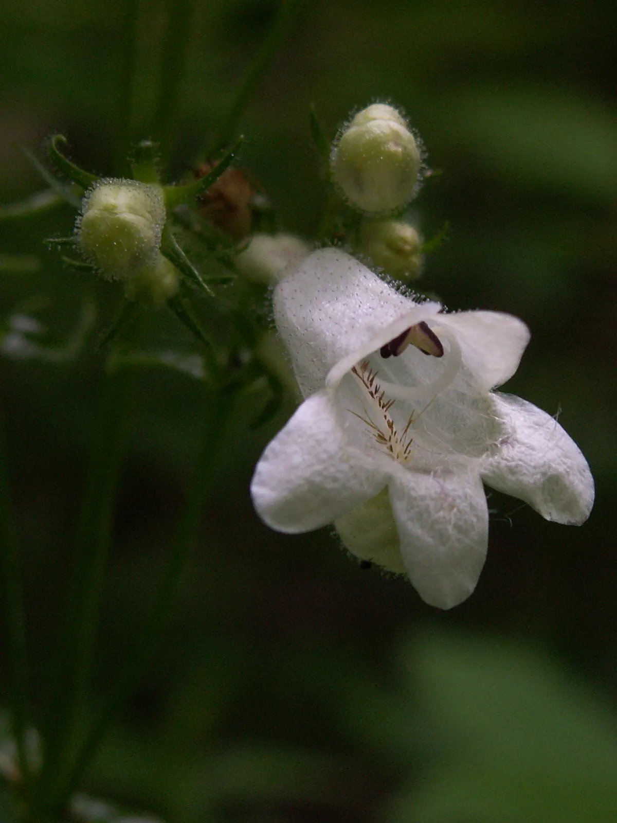 Foxglove Beardtongue (Penstemon Digitalis) — perennial with white blooms; sometimes taking on a reddish hue in fall
