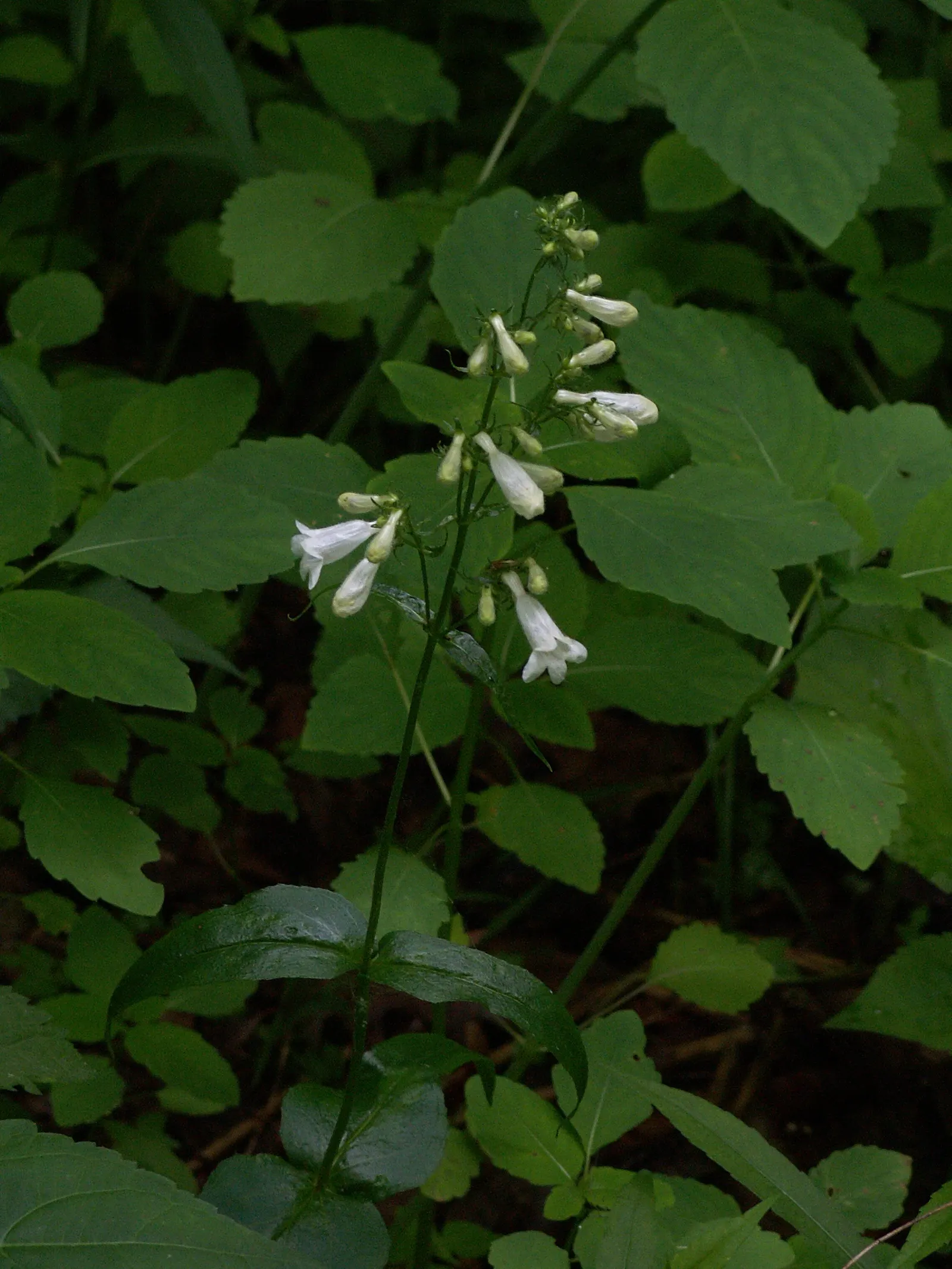 Foxglove Beardtongue (Penstemon Digitalis) — Well-suited for borders, the plant prefers full sun to part shade and well-drained soil, image 46