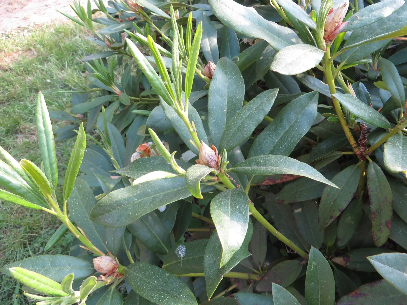 Cunningham's White Rhododendron (Rhododendron 'Cunningham's White') — It thrives in USDA Hardiness Zones 5 through 9 and requires partial shade