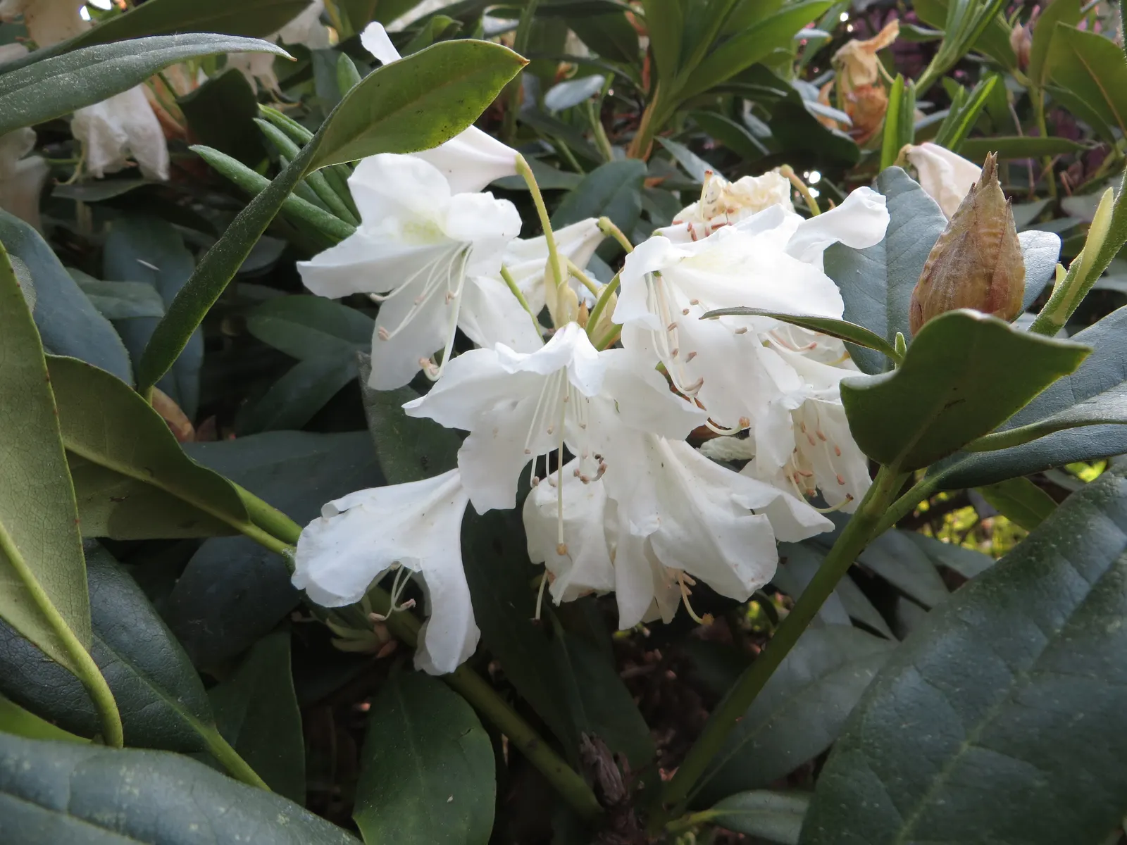 Cunningham's White Rhododendron (Rhododendron 'Cunningham's White') — 'Cunningham's White' prefers well-draining