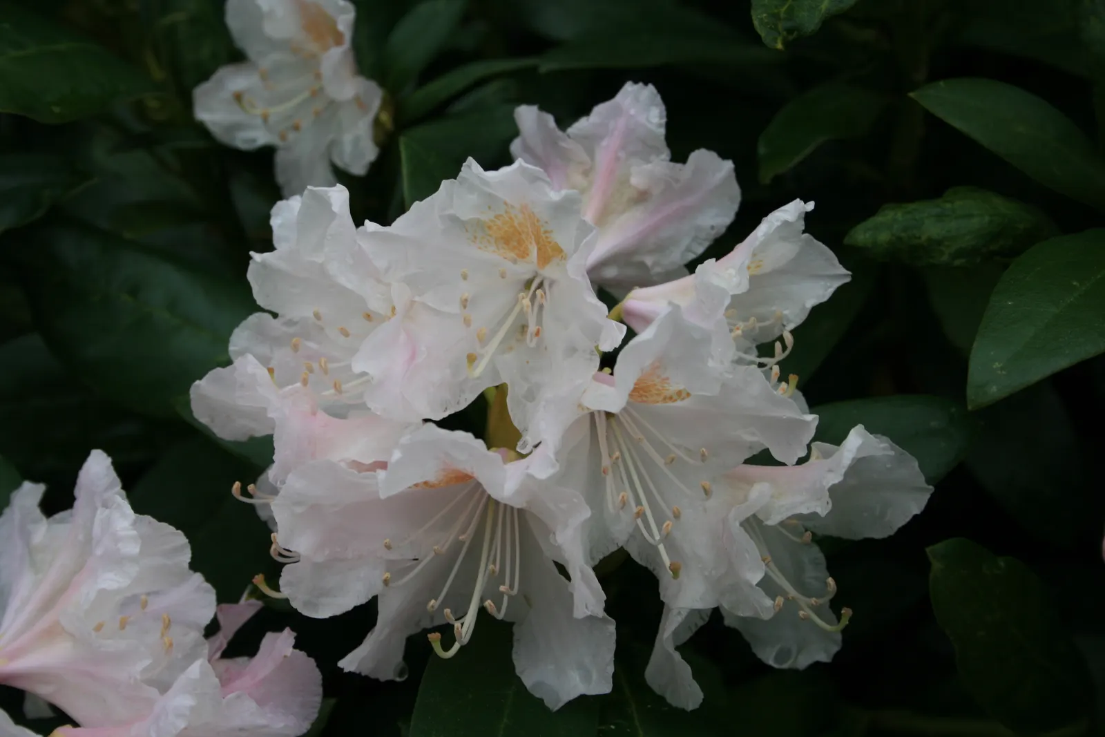 Cunningham's White Rhododendron (Rhododendron 'Cunningham's White') — symmetrical appearance.<br><br>Its leaves