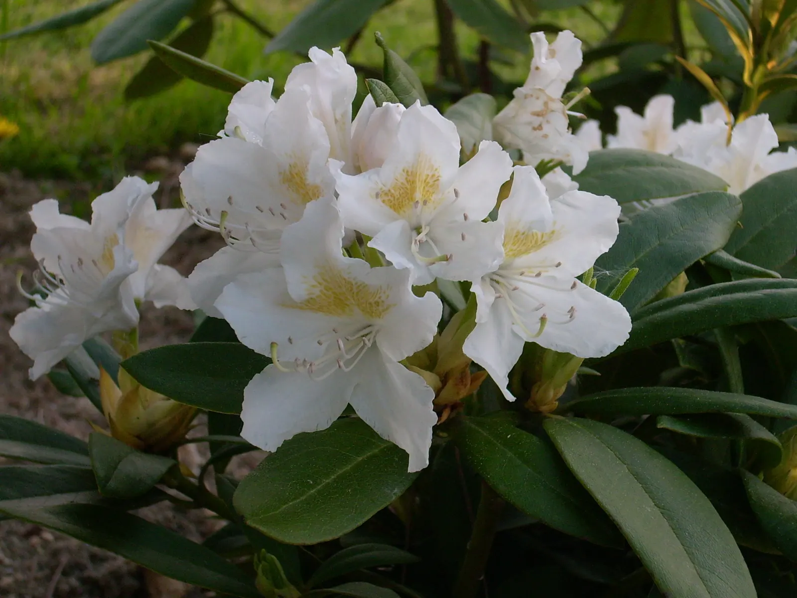 Cunningham's White Rhododendron (Rhododendron 'Cunningham's White') — acidic soil with a pH between 4.5 and 6.0