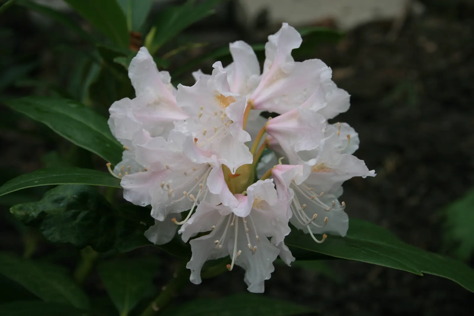 Cunningham's White Rhododendron (Rhododendron 'Cunningham's White') — transform the plant into a white wonderland