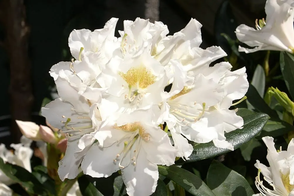Cunningham's White Rhododendron (Rhododendron 'Cunningham's White') — Ideal for partial shade, it thrives in well-drained, acidic soil