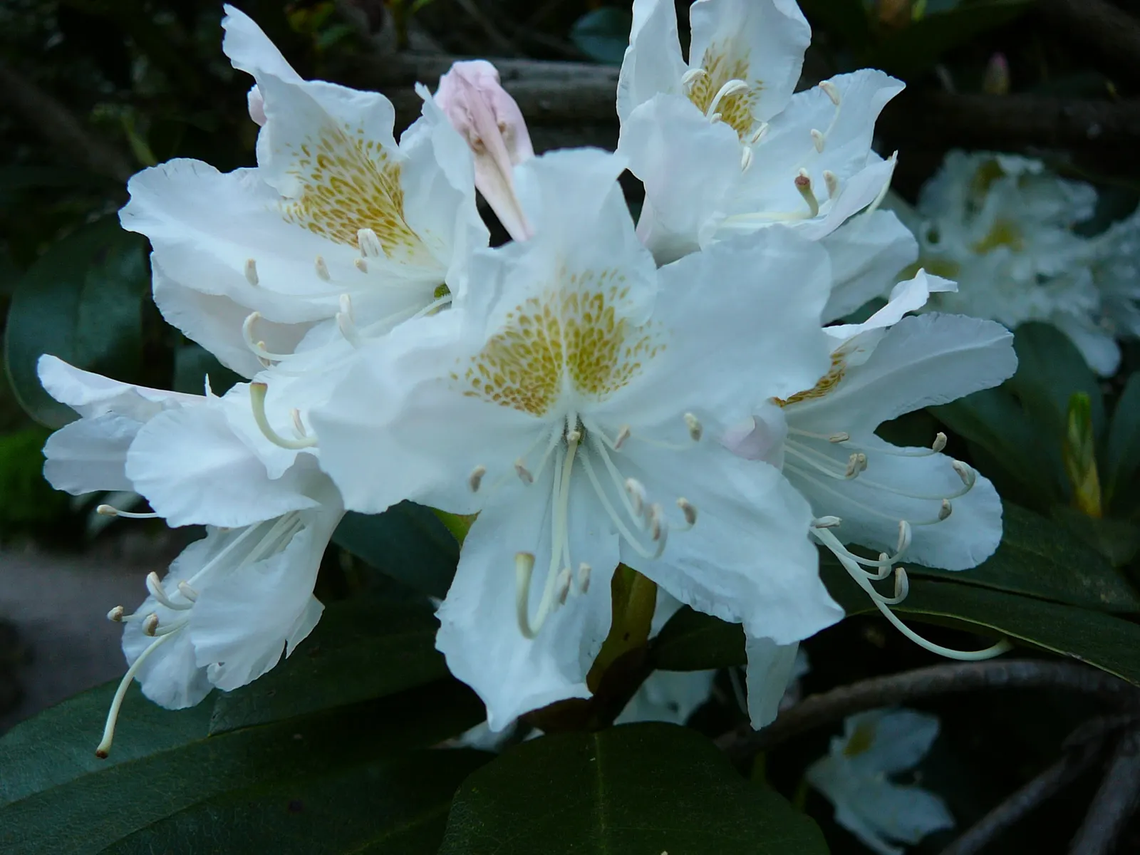 Cunningham's White Rhododendron (Rhododendron 'Cunningham's White') — This particular variety offers a lush