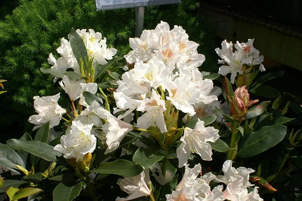 Cunningham's White Rhododendron (Rhododendron 'Cunningham's White') — Typically reaching 4-6 feet in height and width, this hardy plant adds year-round