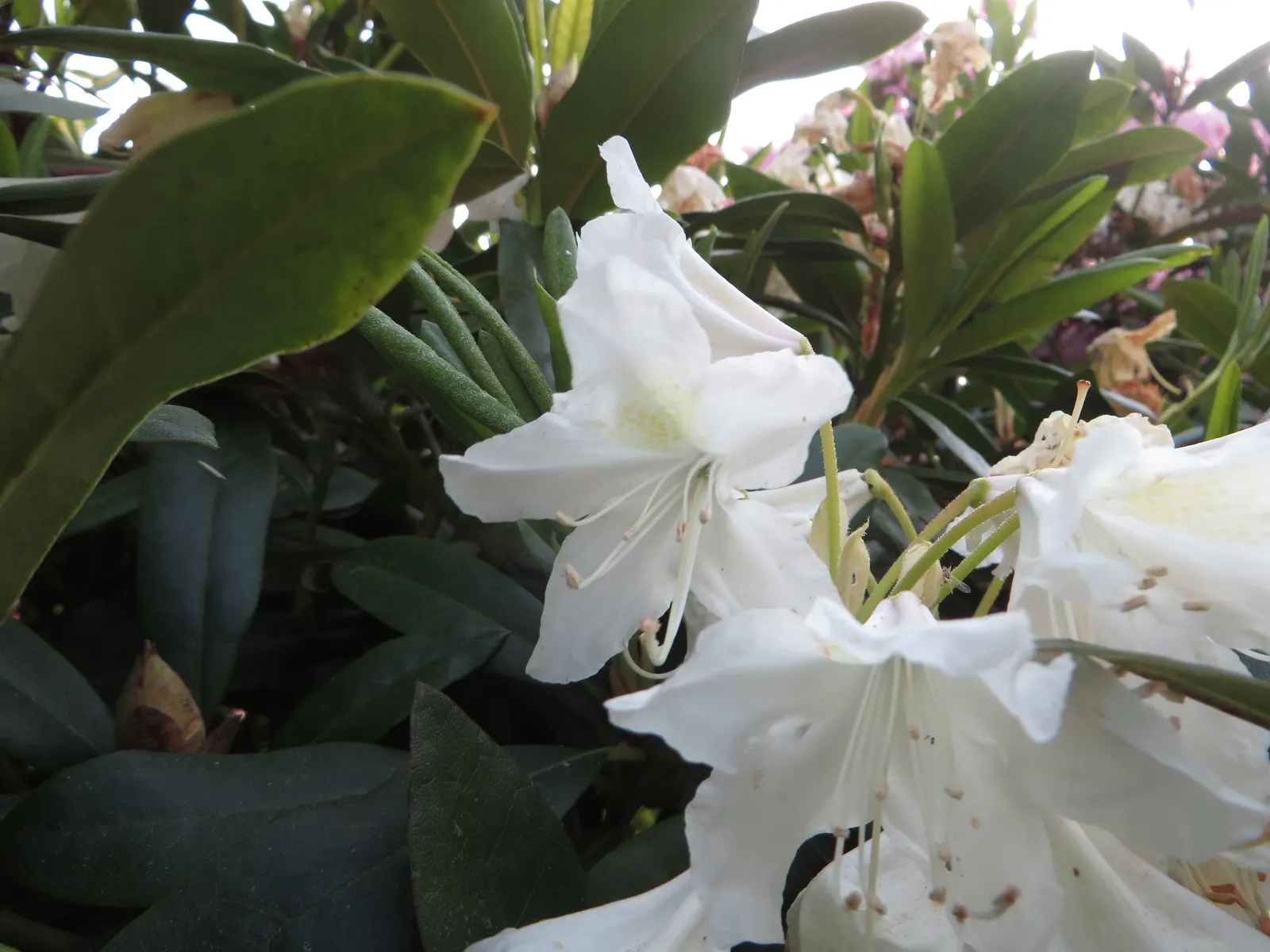 Cunningham's White Rhododendron (Rhododendron 'Cunningham's White') — average 3 to 6 inches in length