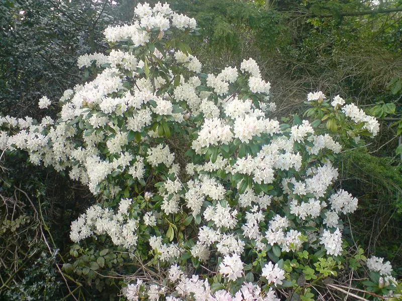 Cunningham's White Rhododendron (Rhododendron 'Cunningham's White') — flaunting large trusses of bell-shaped white flowers with yellow speckles and luscious